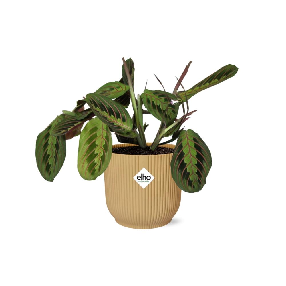 Maranta Leuconeura 'Fascinator' Tricolor in ELHO Vibes Fold 14cm yellow