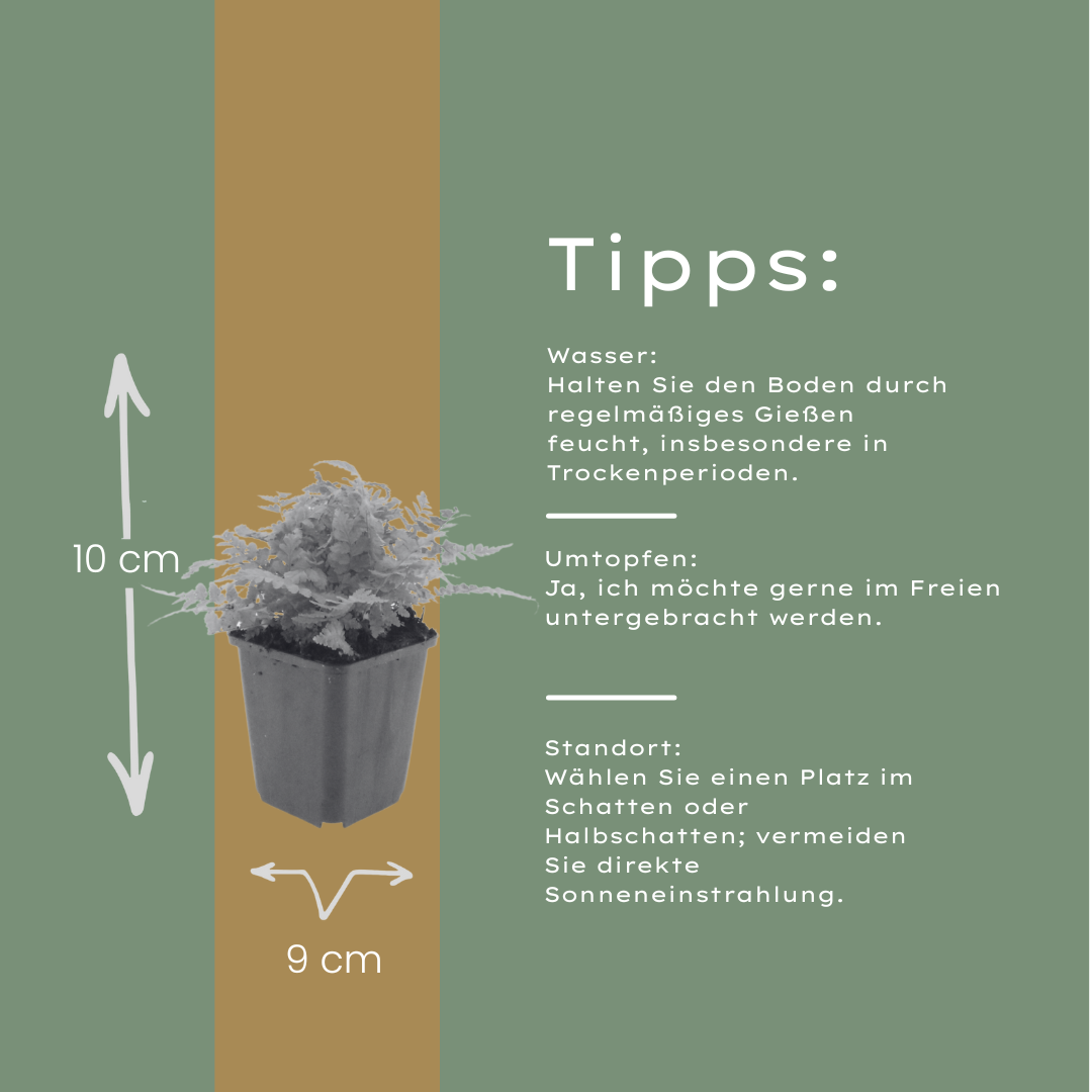 12x Dryopteris filix-mas - ↕10-25cm - Ø9cm