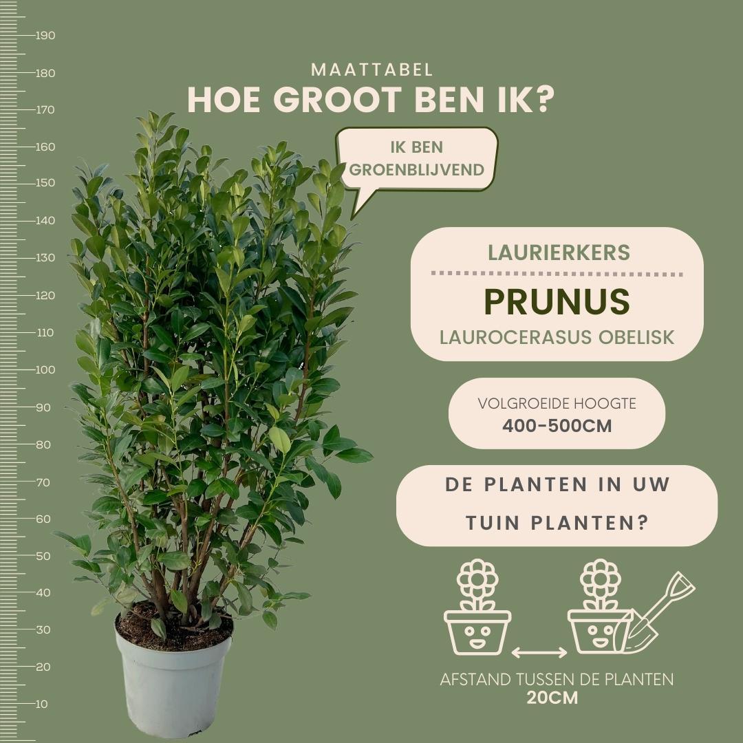 Obelisco de laurel grande para seto de 10 metros | - 15L - 20x | ↨ 125-150 cm
