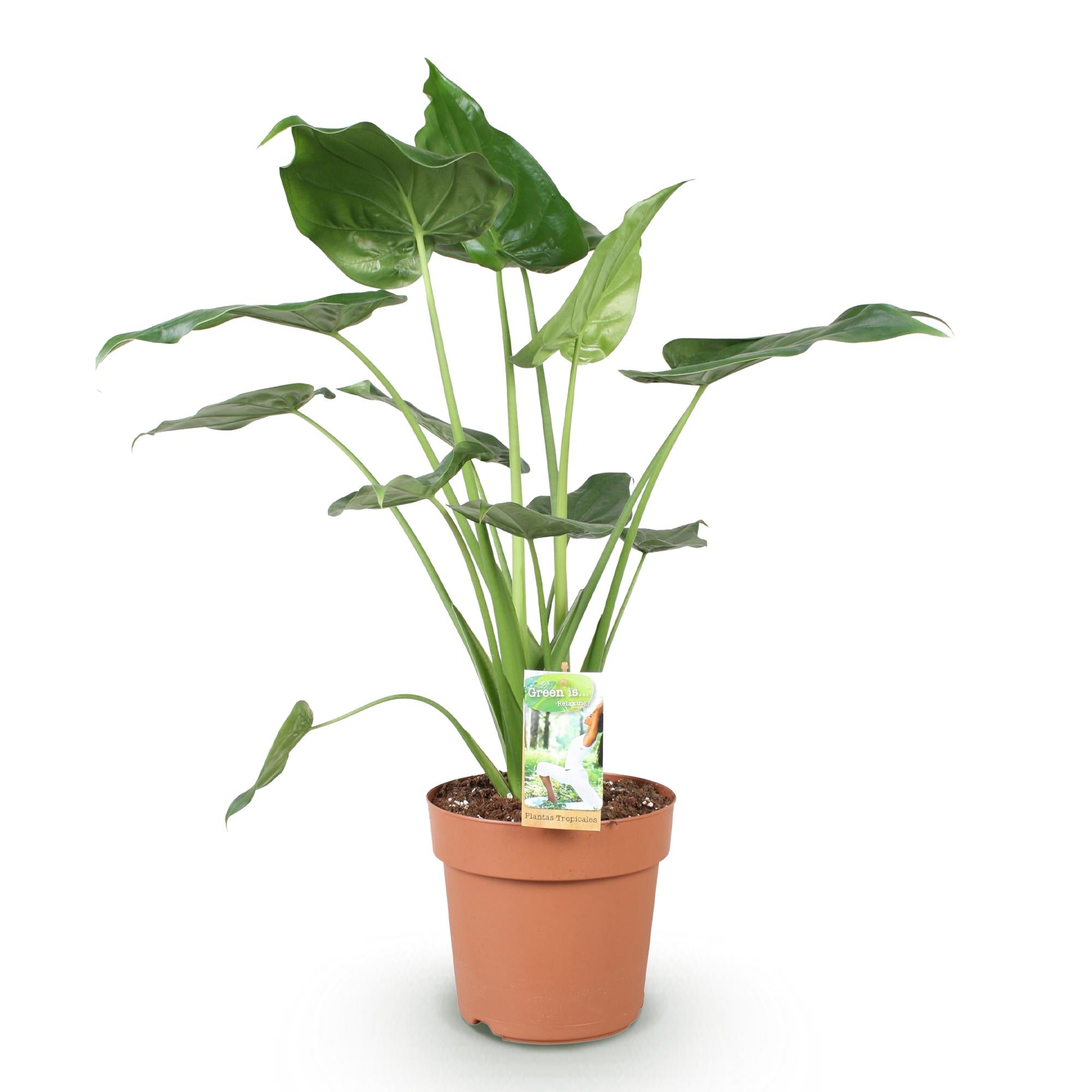 Alocasia Cucullata - Olifantsoor - Pot 21cm - Hoogte 65-70cm
