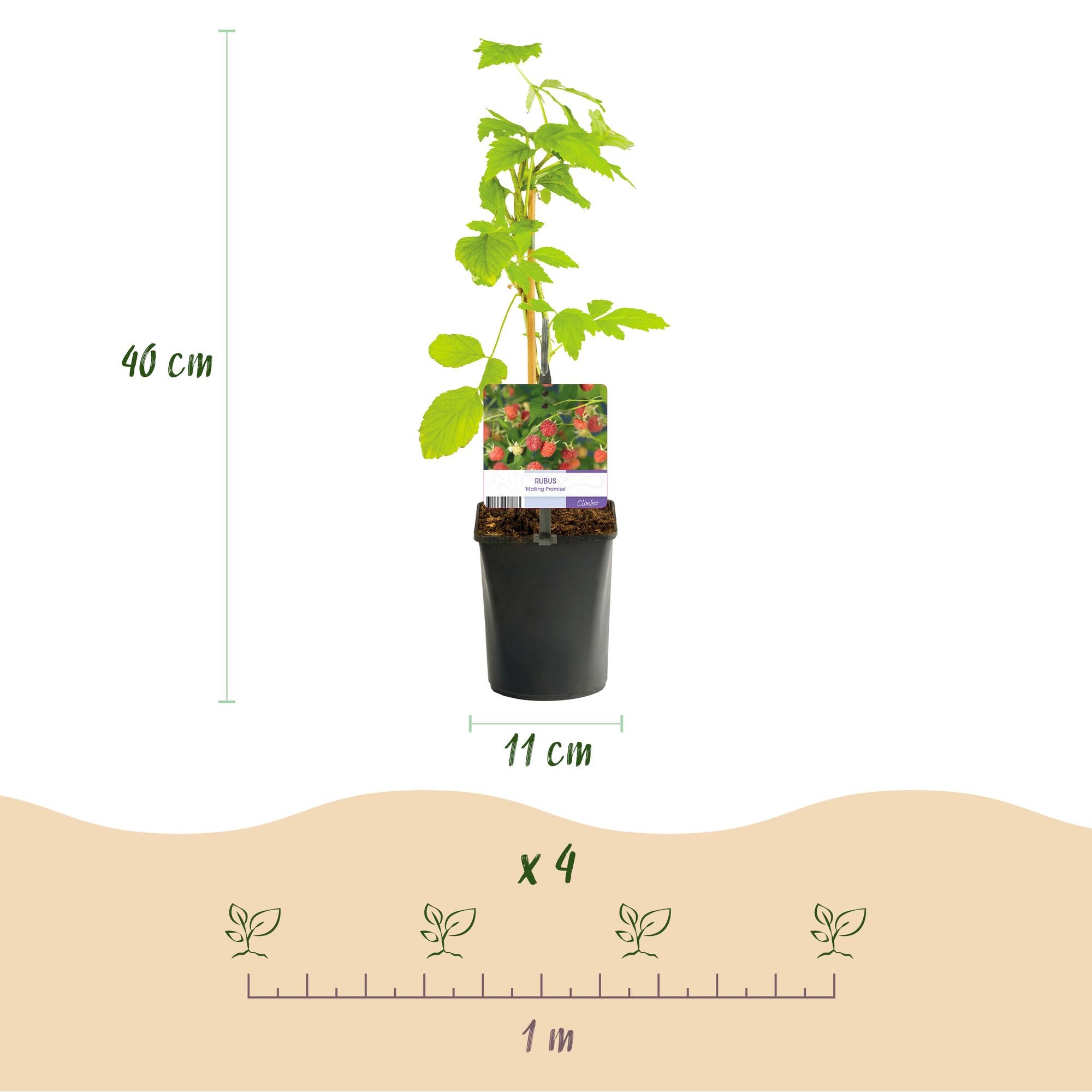 Green boutiQ - Pianta da frutto - Lampone - Rubus Mailing Promise - Lampone rosso - 2 piante - Vaso 11 cm Altezza 40 cm