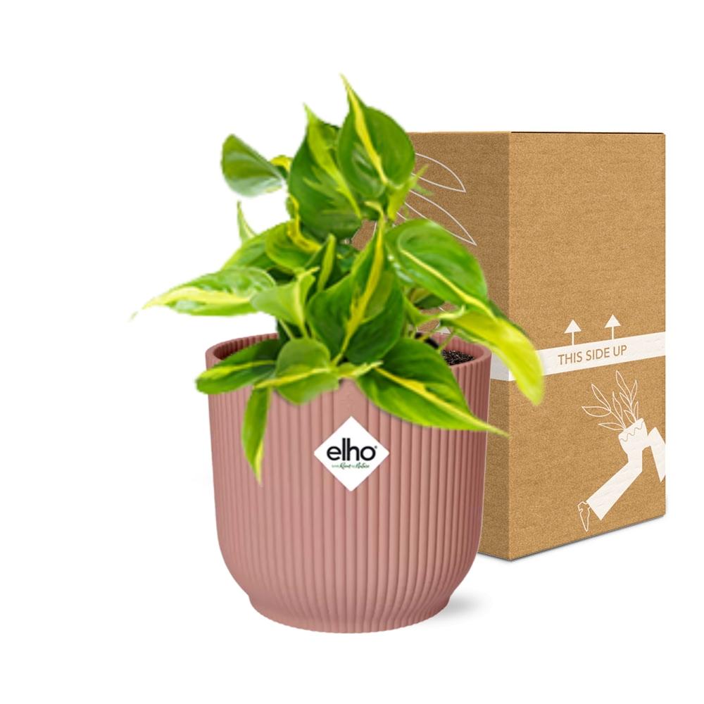 Philodendron Scandens 'Brasil' in ELHO Vibes Fold 14cm rosa