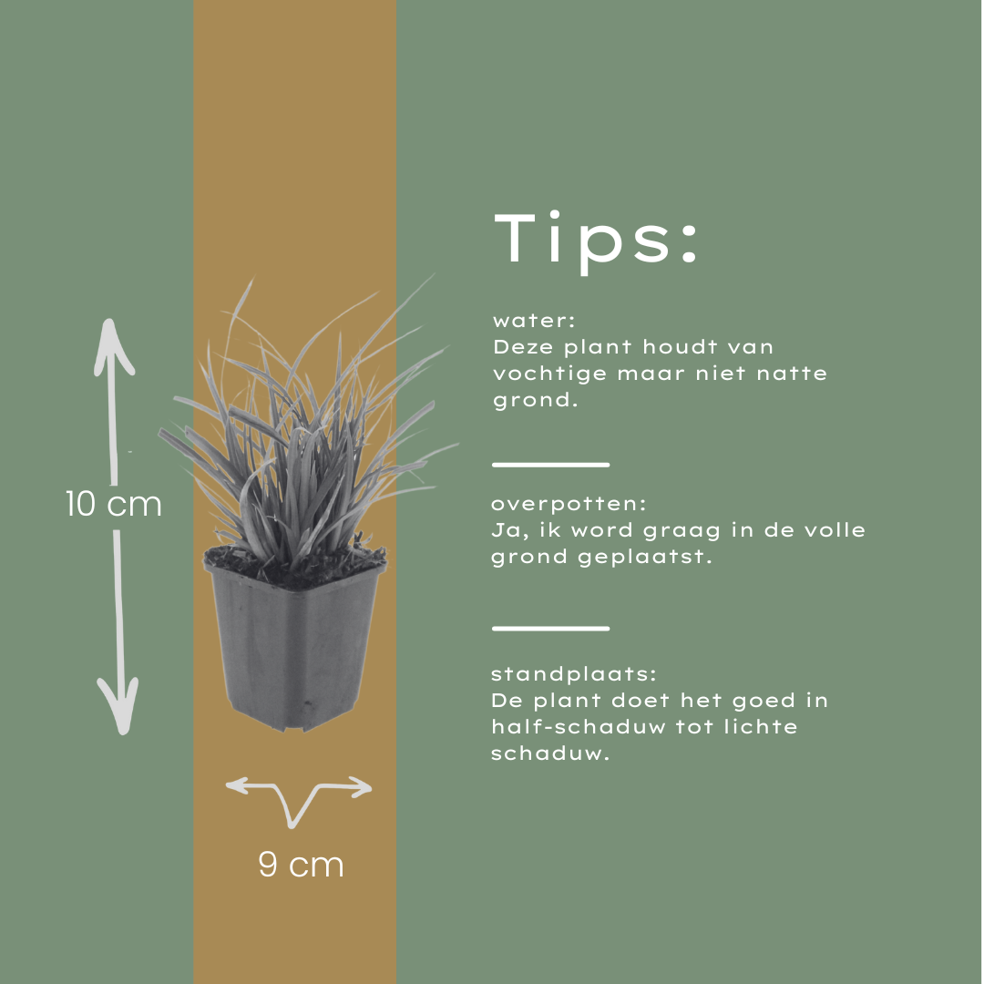 12x Carex morrowii - ↕10-25cm - Ø9cm