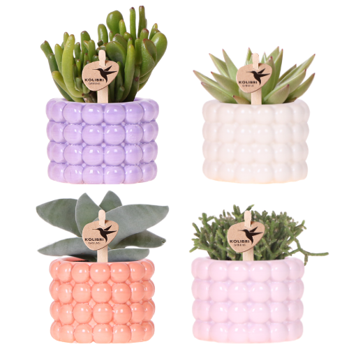 Kolibri Company | Plantenset Poppy Mix | Paars, wit, peach & roze met groene planten Ø6 cm