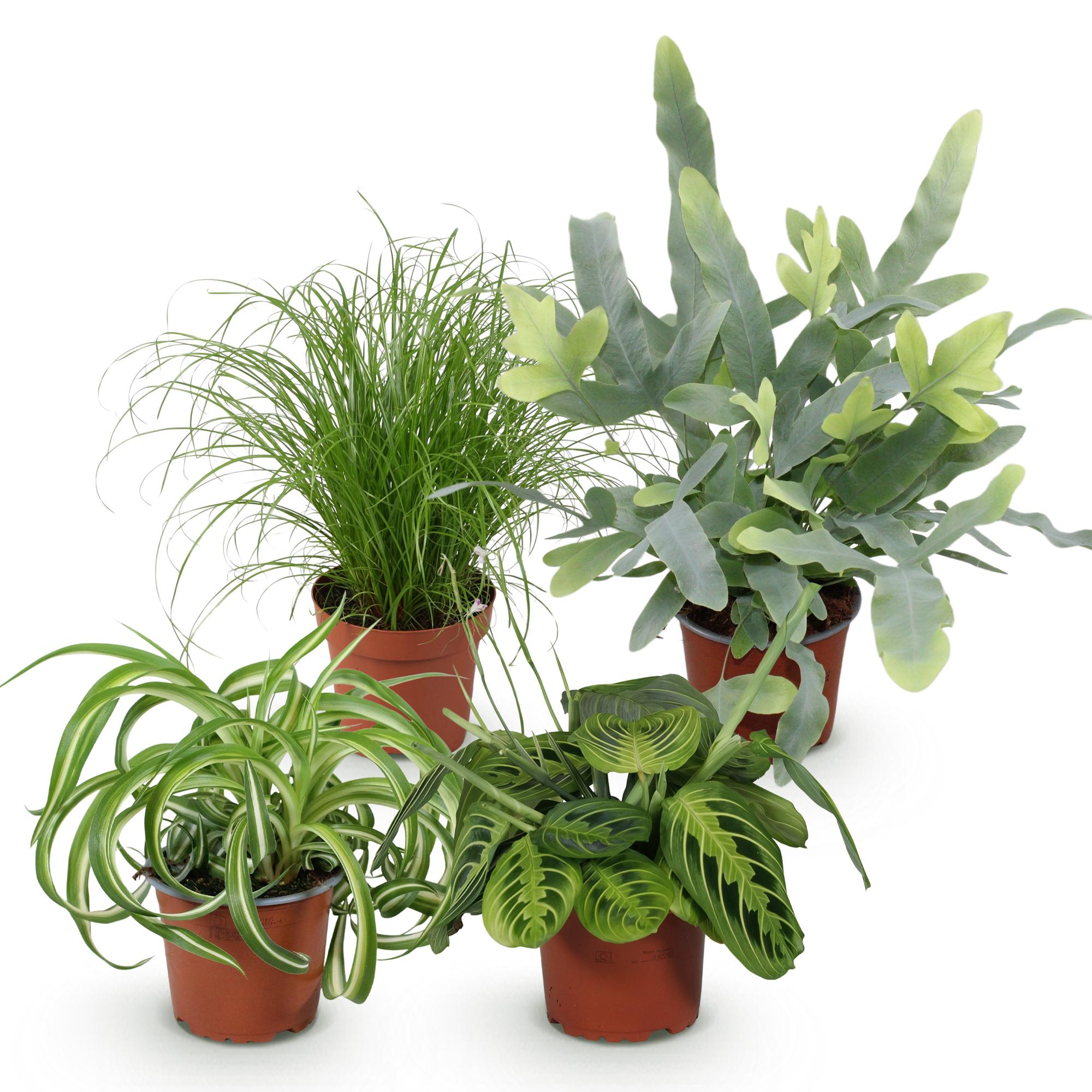 Chlorophytum - Cyperus - Phlebodium - Marantha - Mix van 4 - Huisdiervriendelijke Planten - Groen - 4 Planten - Pot 12cm - Hoogte 25cm