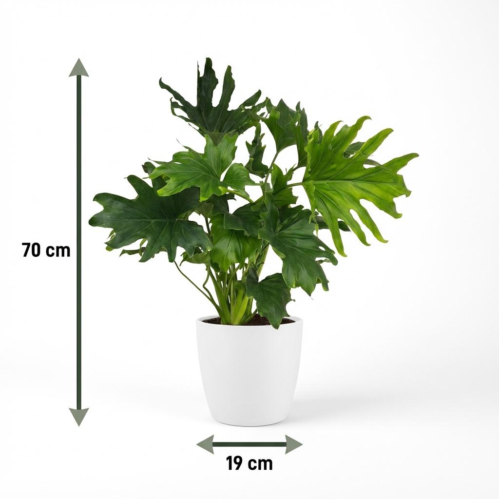 Philodendron Lickety split - Groen - Weinig onderhoud - 1 Plant - met Potter Wit - Pot 19cm - Hoogte 70cm