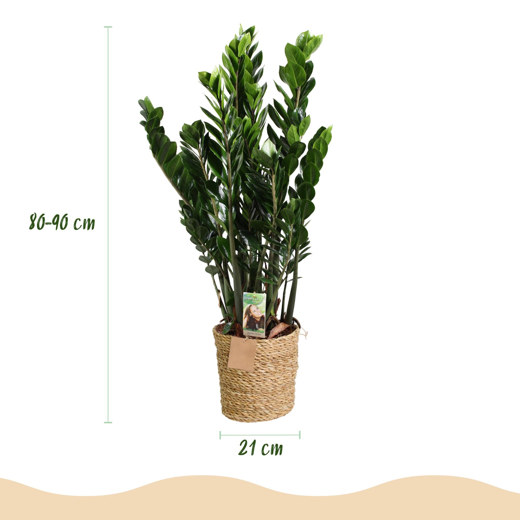 Zamioculcas - ZZ-plant - met mand - Pot 21cm - Hoogte 80-90cm