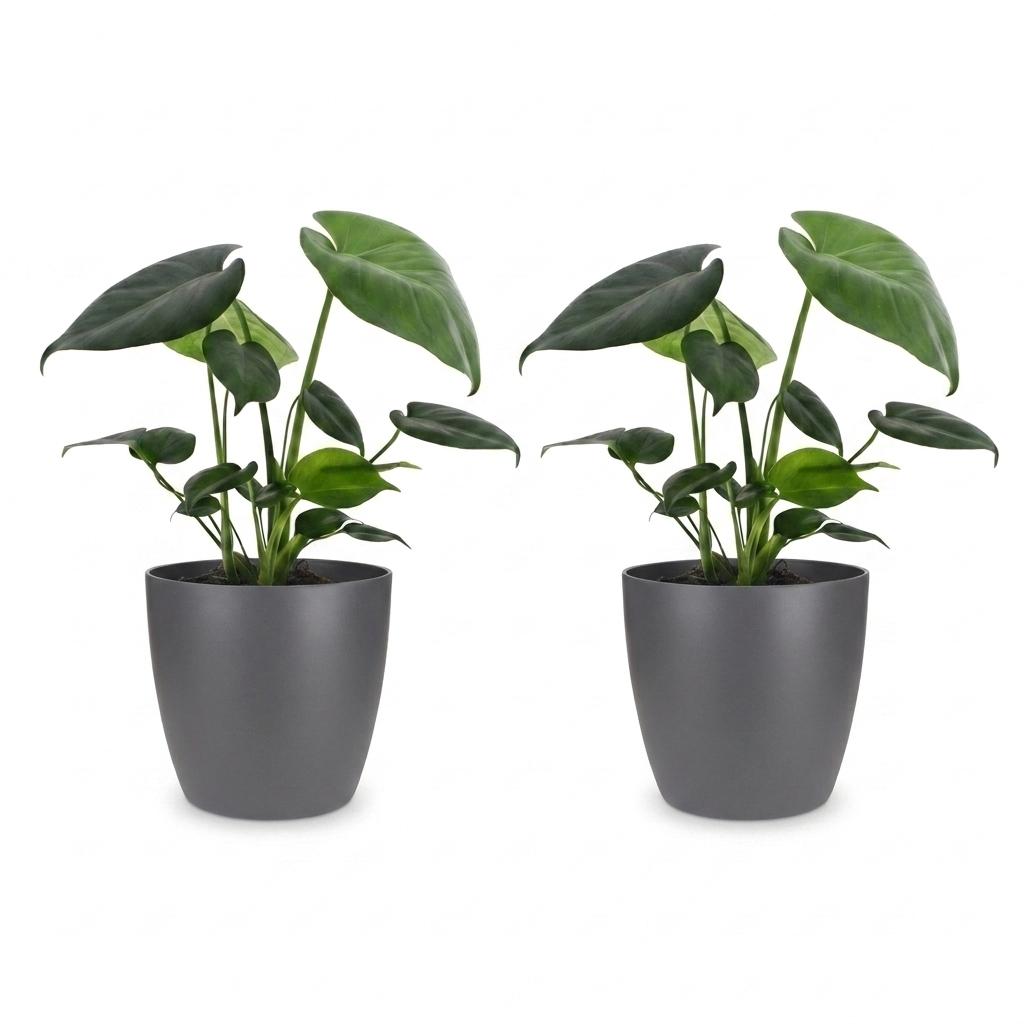Monstera Deliciosa - Gatenplant - 2x - met Potter Grijs - Pot 12cm - Hoogte 30cm