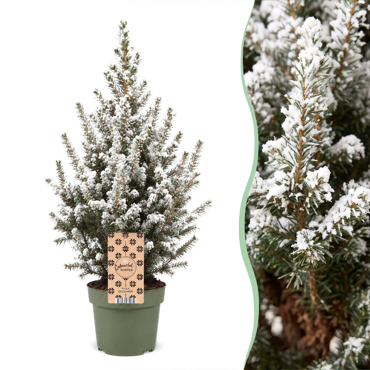 Picea glauca Conica - 2x Kegelspar - Groen - Wit - Kerstboom - Ø17cm - ↕65cm