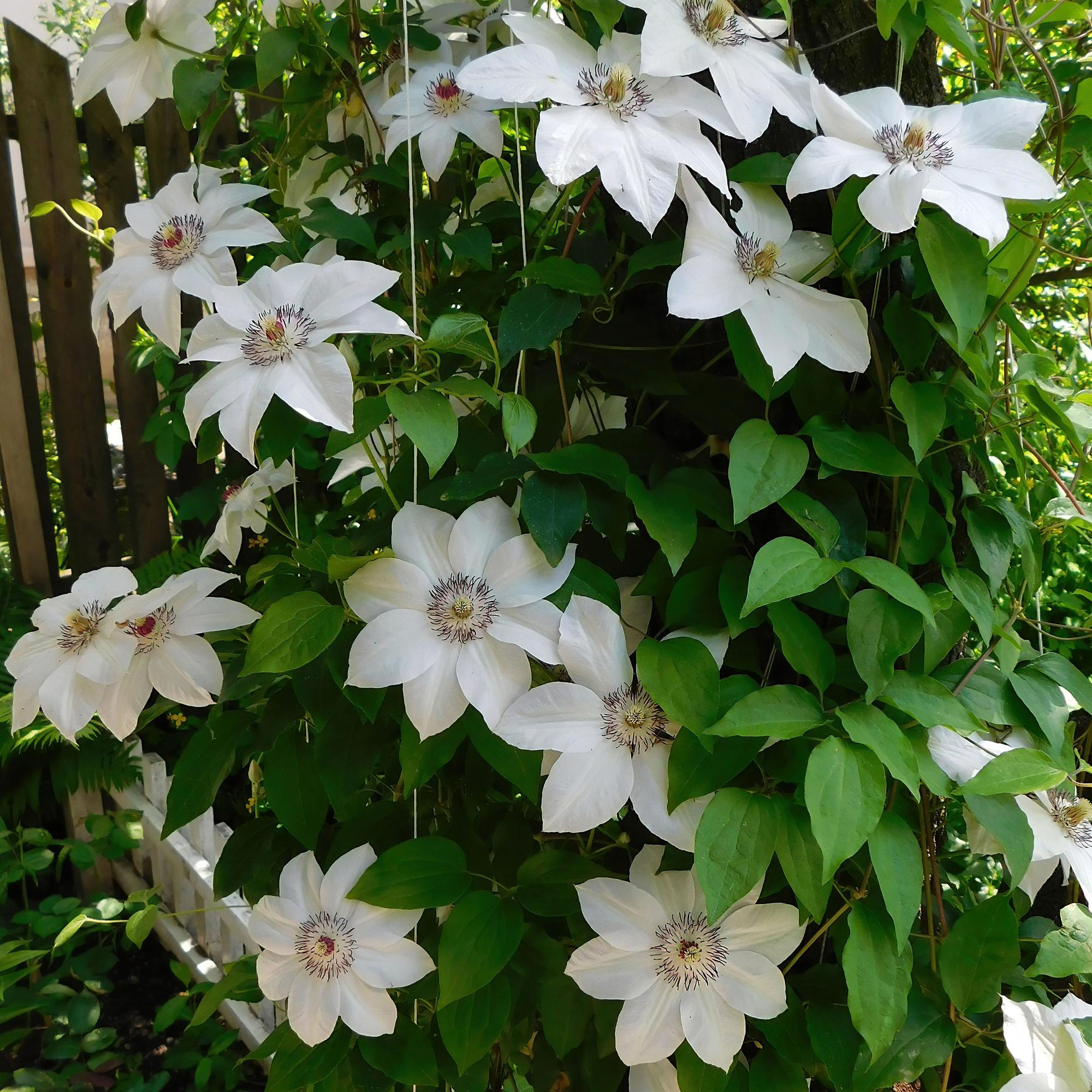 Clematis Miss bateman - Bloem Wit - Weinig onderhoud -2 planten -  Pot 11cm Hoogte 40cm