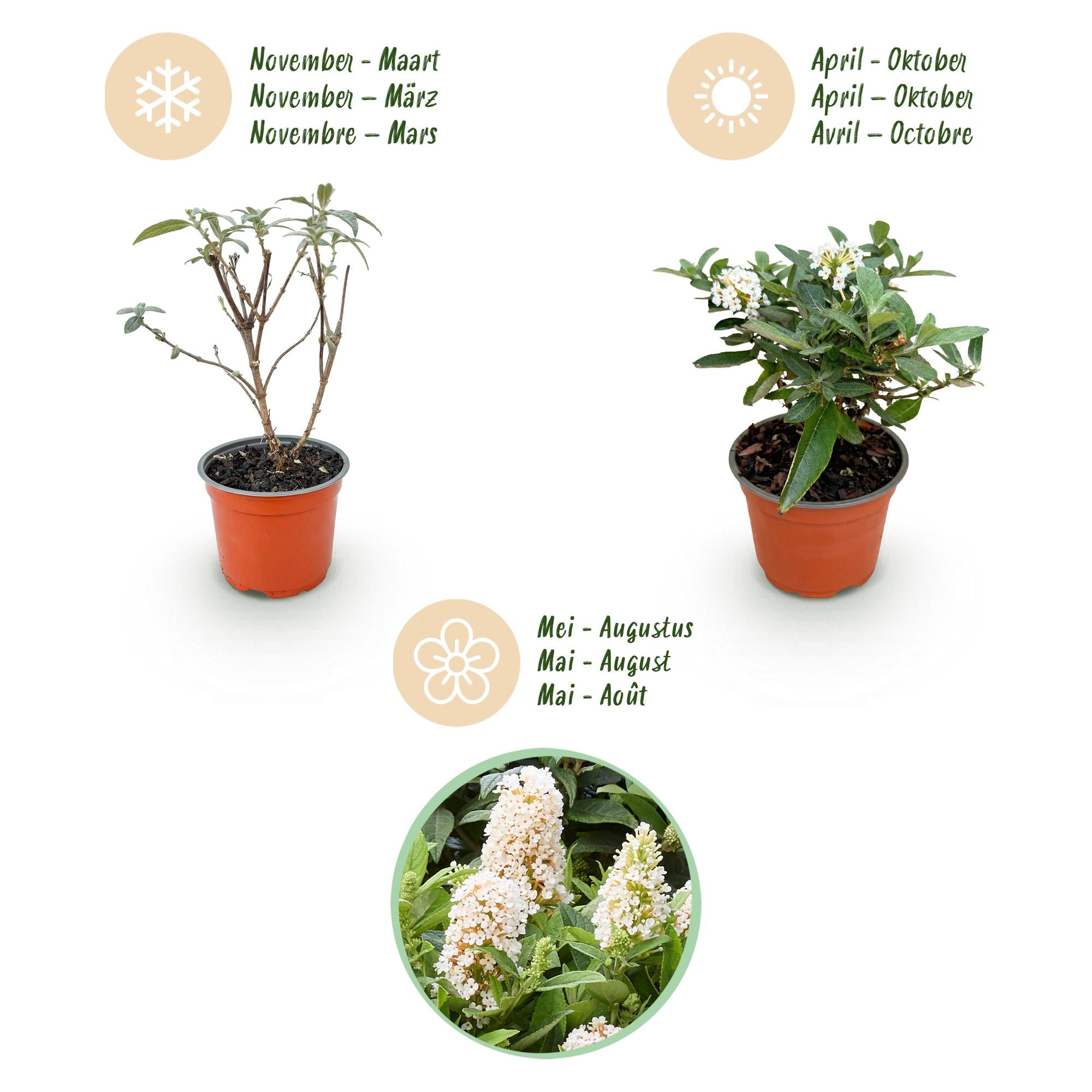 Buddleja davidii Butterfly Candy Little White - Vlinderstruik - Compact - Wit - 3 Planten - Pot 12cm - Hoogte 20-25cm