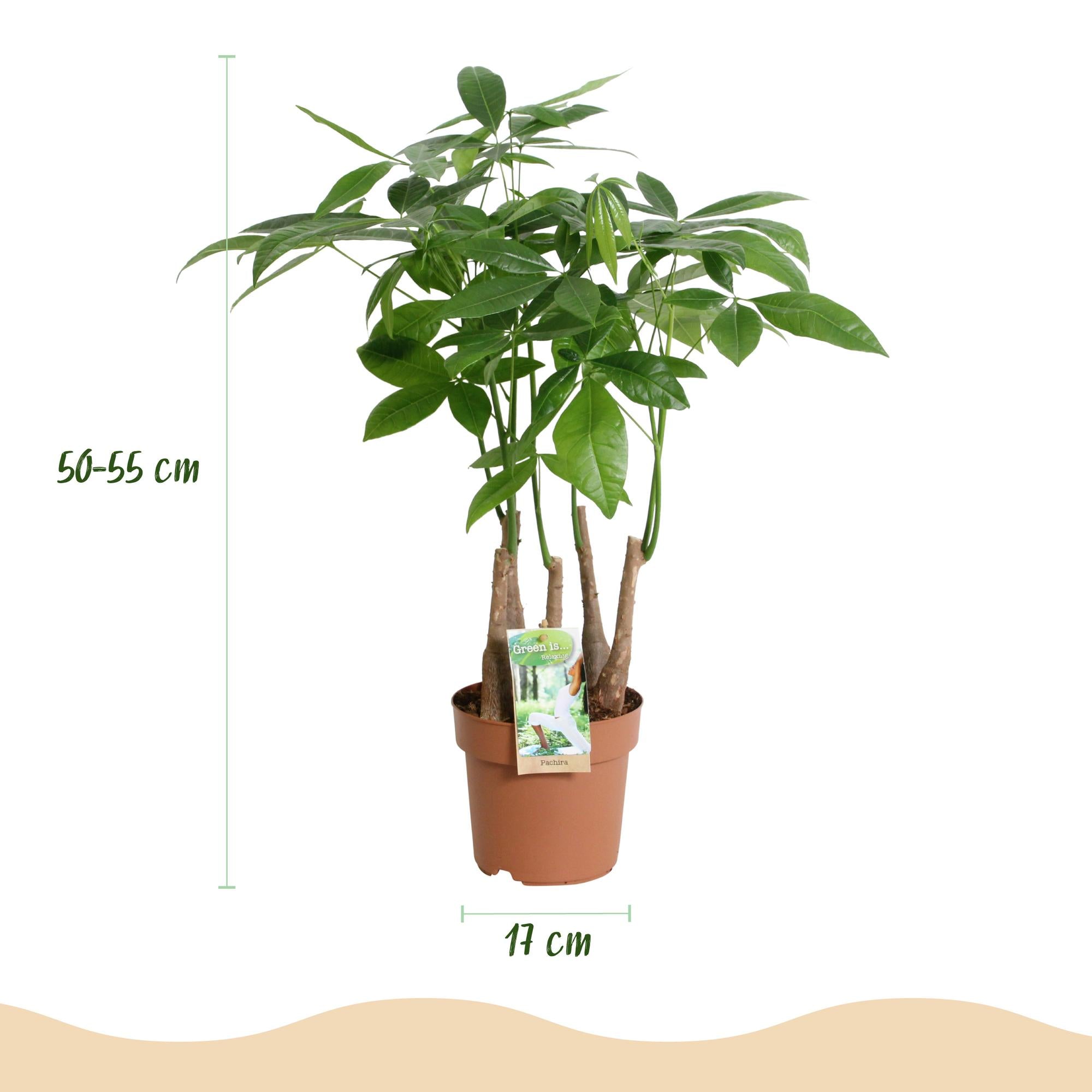 Pachira Aquatica multi stam - Geldboom - Pot 17cm - Hoogte 50-55cm 2x