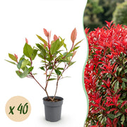 Photinia fraseri Little Red Robin - Glansmispel - 40x - Haagplanten - Groenblijvend - Rood - Pot 9cm - Hoogte 25-35cm