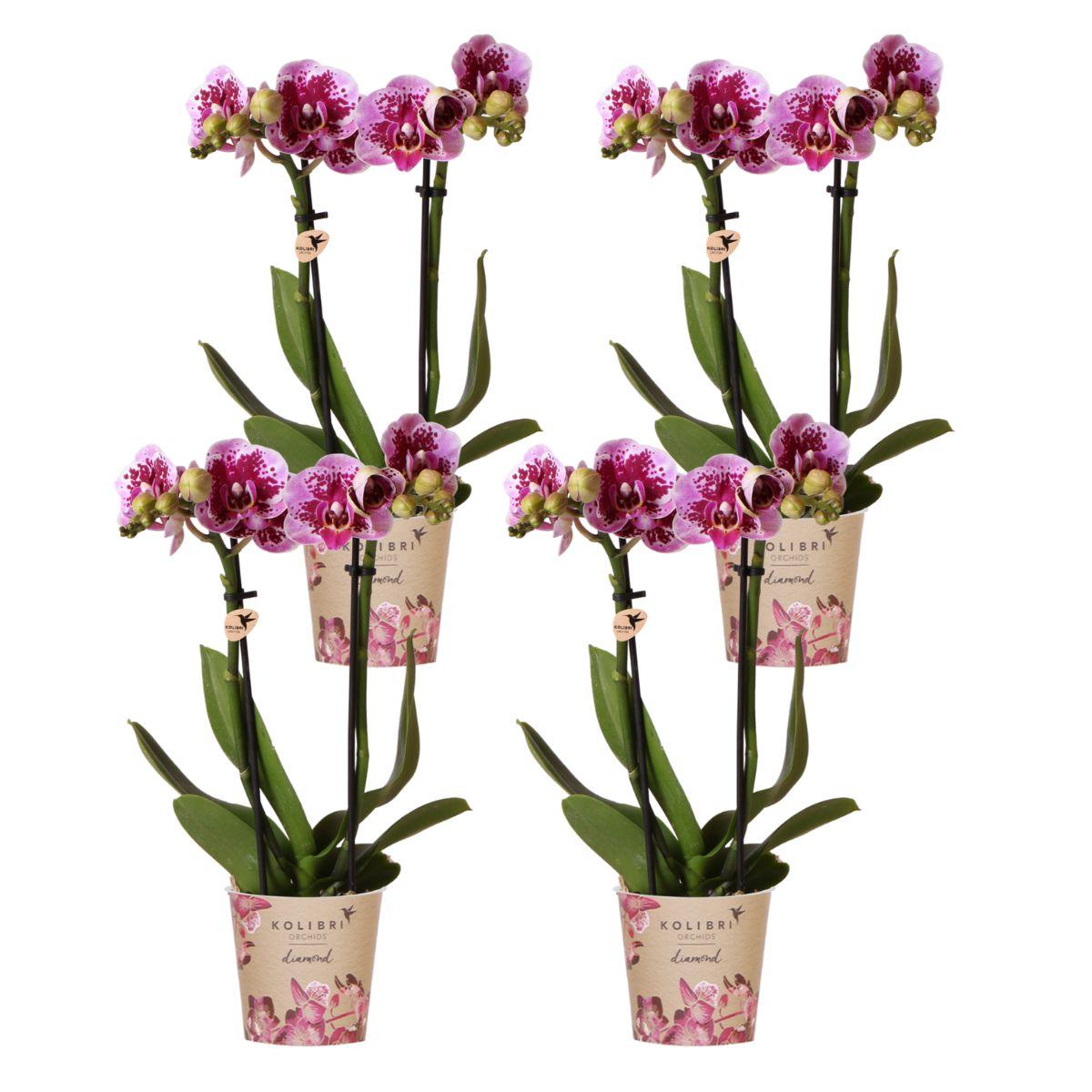 Kolibri-Orchideen | Kombi-Angebot: 4 rosa-violette Phalaenopsis-Orchideen – El Salvador – Topfgröße Ø 9 cm | Blühende Zimmerpflanze – frisch vom Züchter