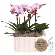 Kolibri Orchids | Roze Jungle Bouquet Antwerpen in Oyster Dish