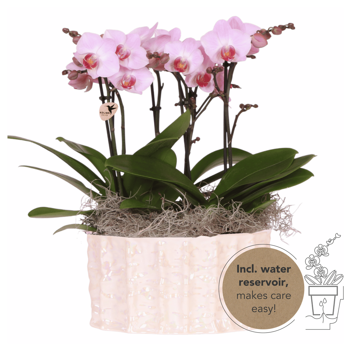 Kolibri Orchids | Roze Jungle Bouquet Antwerpen in Oyster Dish