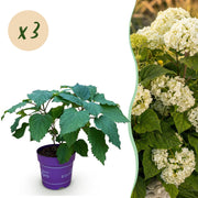 Hydrangea arborescens FlowerWOW - Hortensia - Winterhard - Wit - 3 Planten - Pot 14cm - Hoogte Hoogte 20-30cm