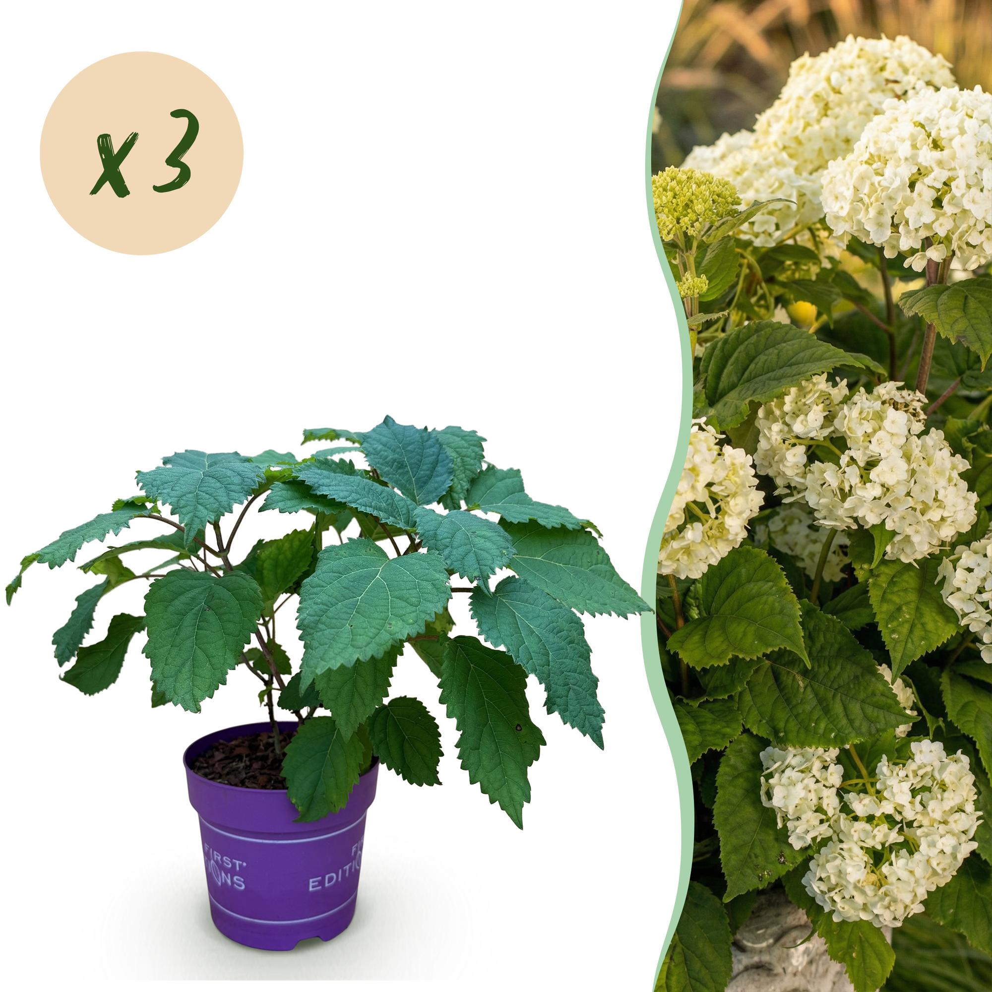 Hydrangea arborescens FlowerWOW - Hortensia - Winterhard - Wit - 3 Planten - Pot 14cm - Hoogte Hoogte 20-30cm