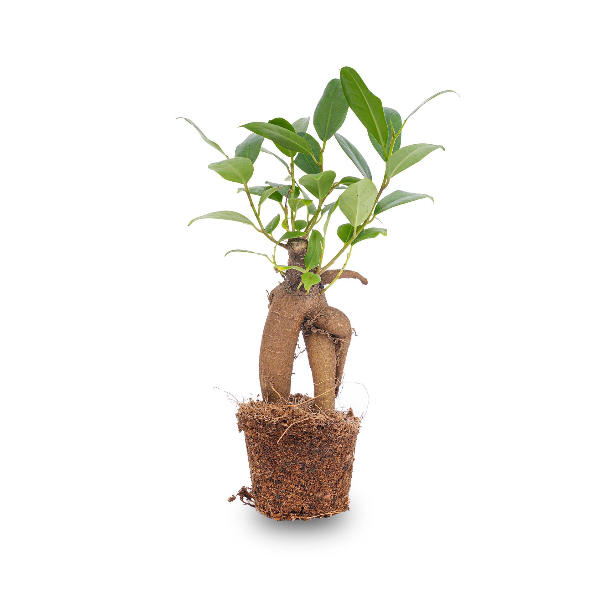Bonsaï Ficus Ginseng - Microcarpa - Pot de Ø 6 cm