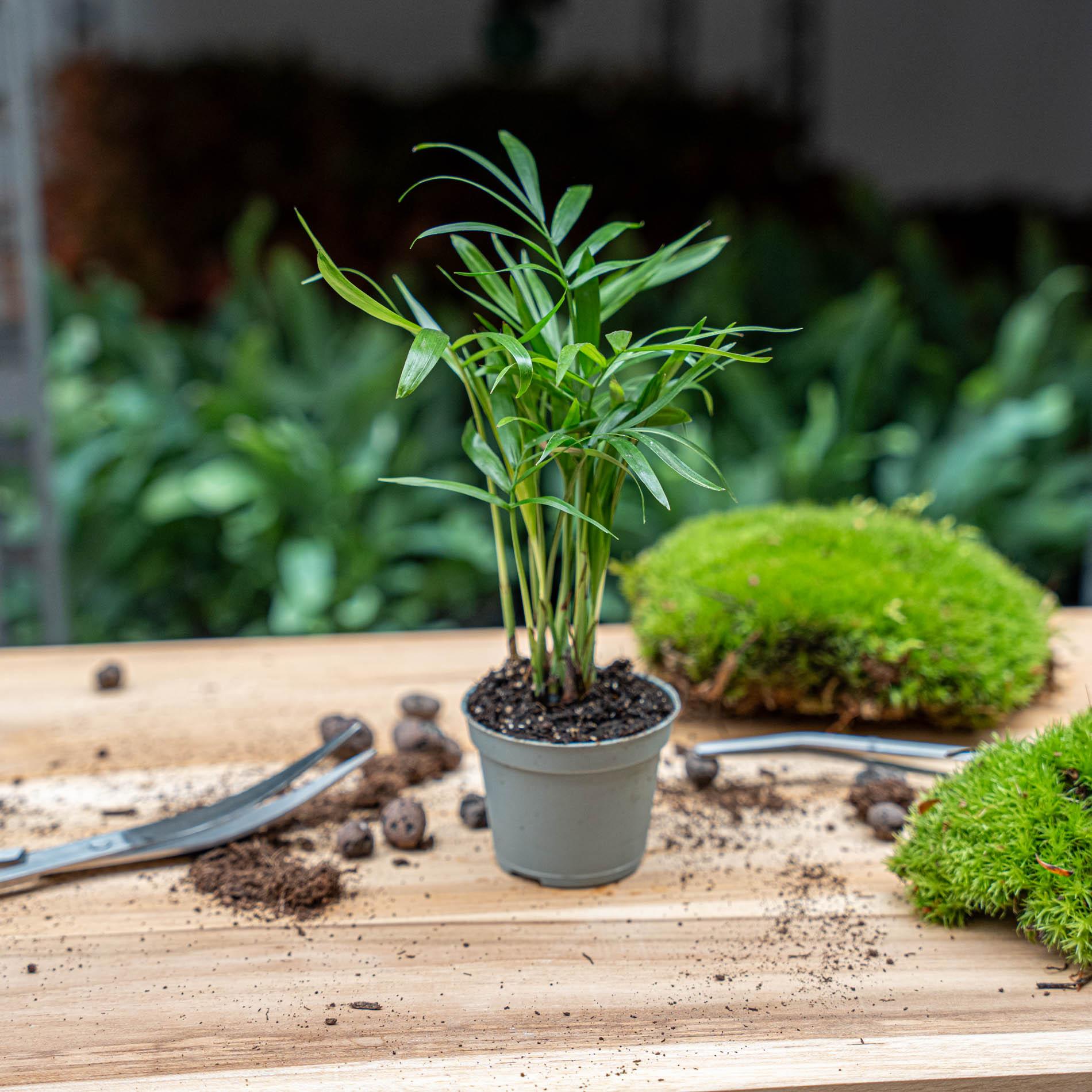 Parlour Palm - Chamaedorea elegans 'baby' - Terrarium plant - potmaat 6