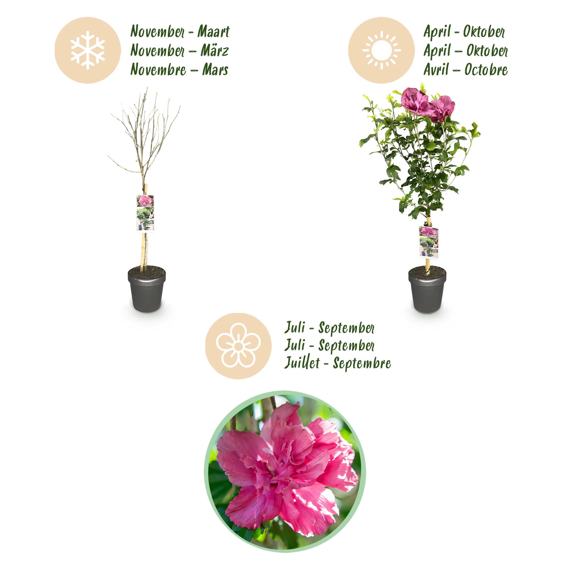 Hibiscus syriacus Magenta Chiffon® - Terras Plant - Bladverliezend - Winterhard - Roze Bloem - Pot 19cm Hoogte 90cm