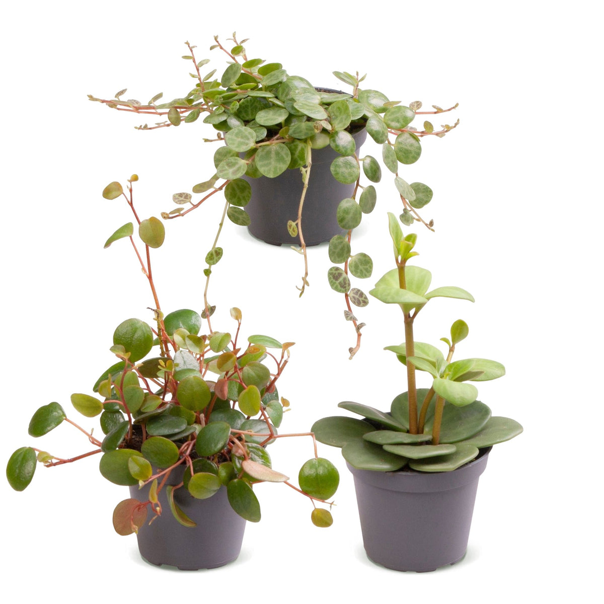 Baby Peperomia Mix 3x - Groen - Rood - Tropisch - Ø6cm - ↕5-15cm