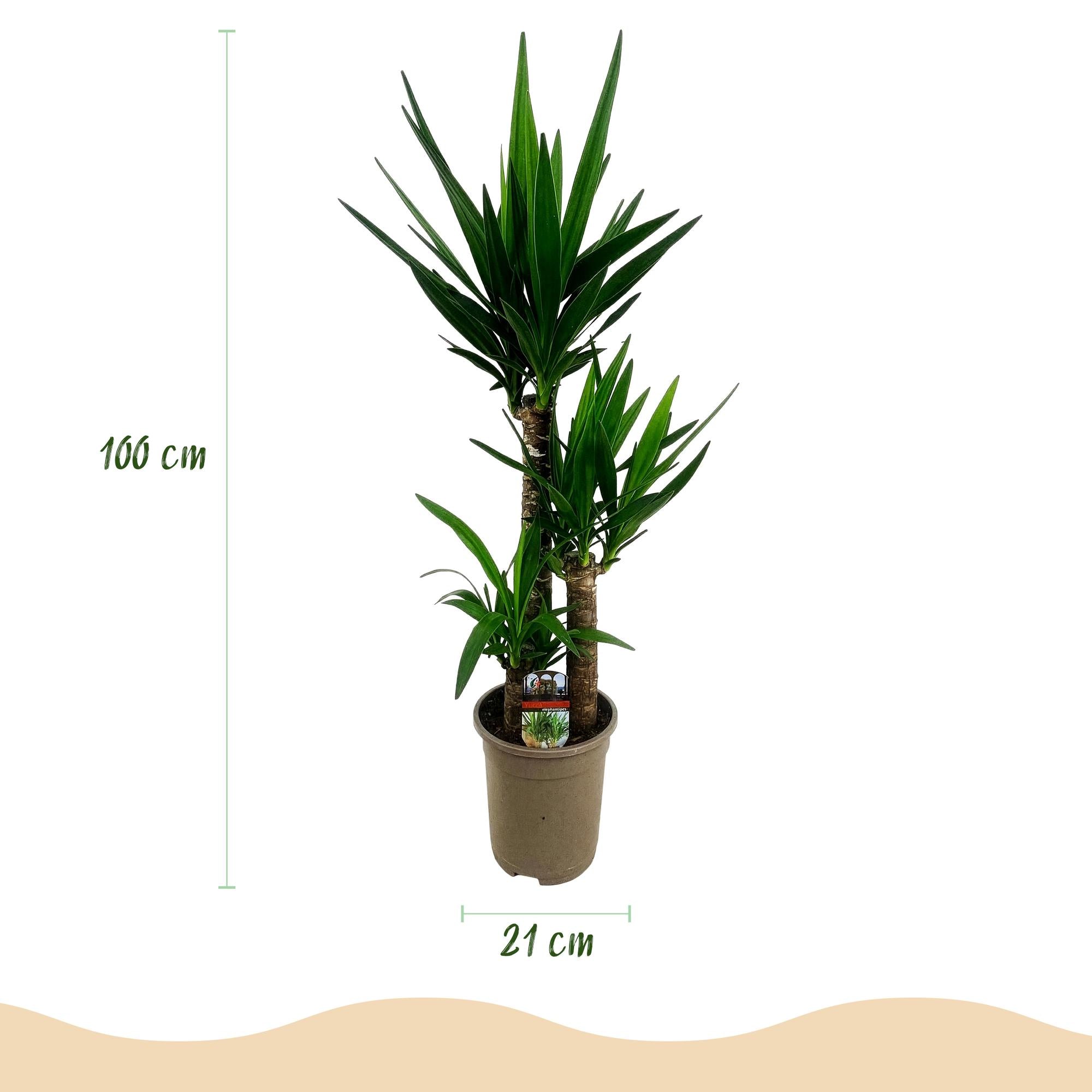 Yucca elephantipes - Weinig onderhoud - Groen - 1 - Pot 21cm - Hoogte 100cm