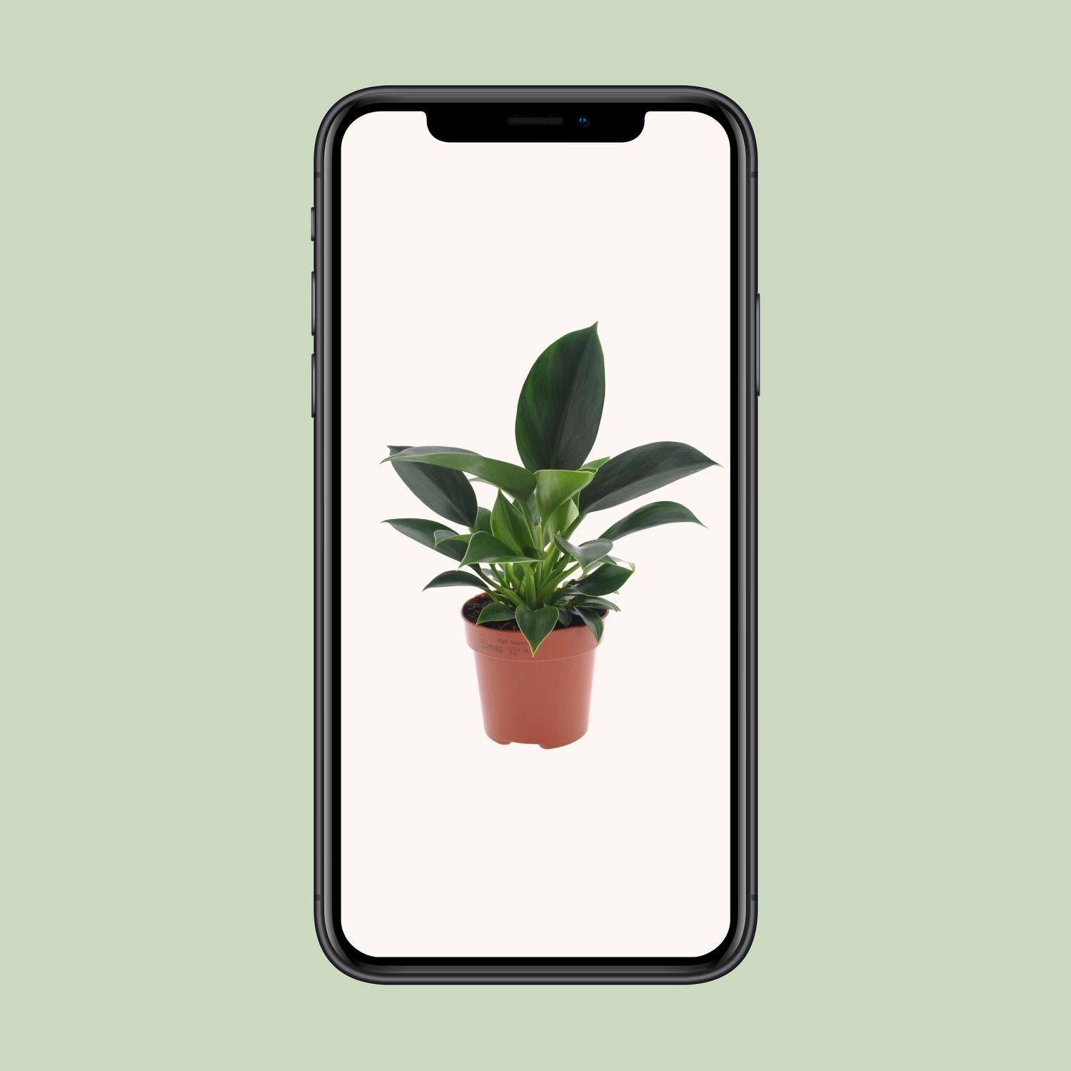 Philodendron Green Princess – Ø 12 cm – ↕ 25 cm