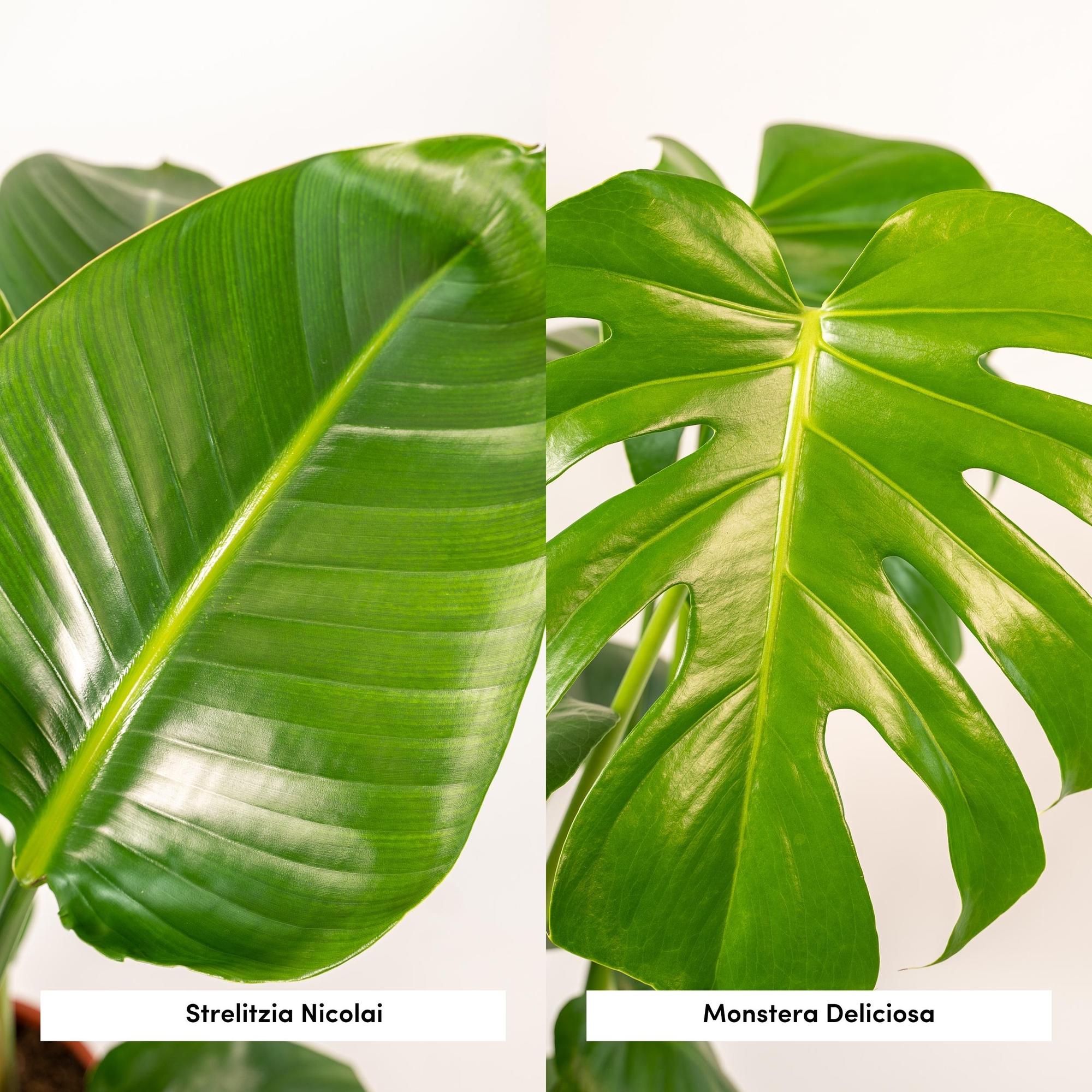 Strelitzia Nicolai - Ø19cm - ↕85cm + Monstera Deliciosa - Ø21cm - ↕75cm + Mand Selin