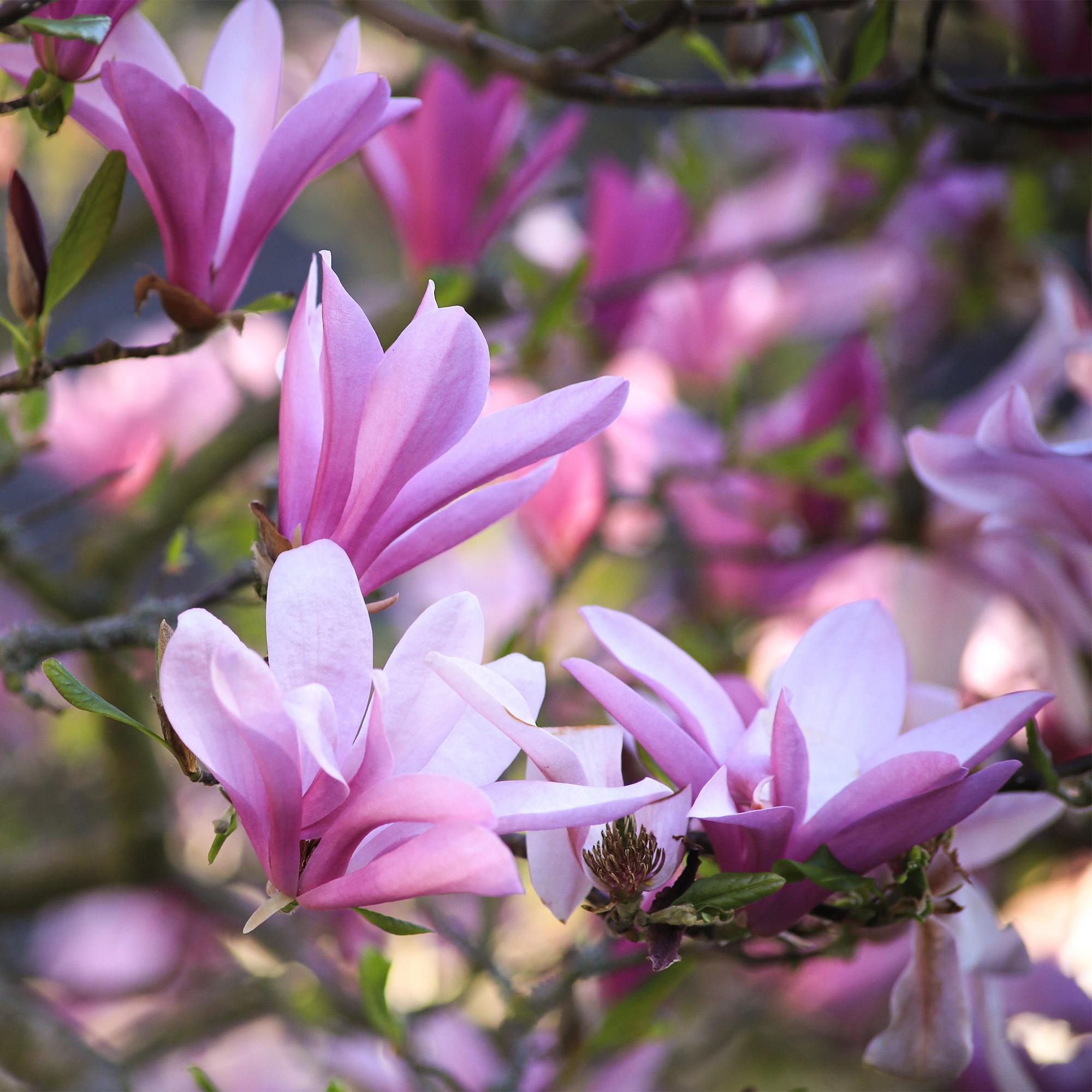 Magnolia Betty - Bloem Wit - 3 Planten - Bladverliezend - Weinig Onderhoud - Pot 12cm Hoogte 30cm