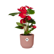 Anthurium Red 12cm in ELHO Vibes Fold 14cm roze