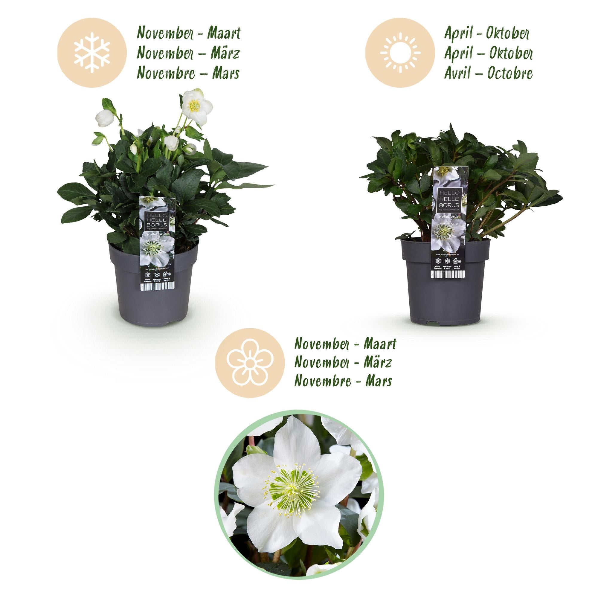 Kerstroos - Helleborus Christmas Carol  - Witte Bloem -1 Plant - Groenblijvend - Pot 14cm Hoogte 30cm
