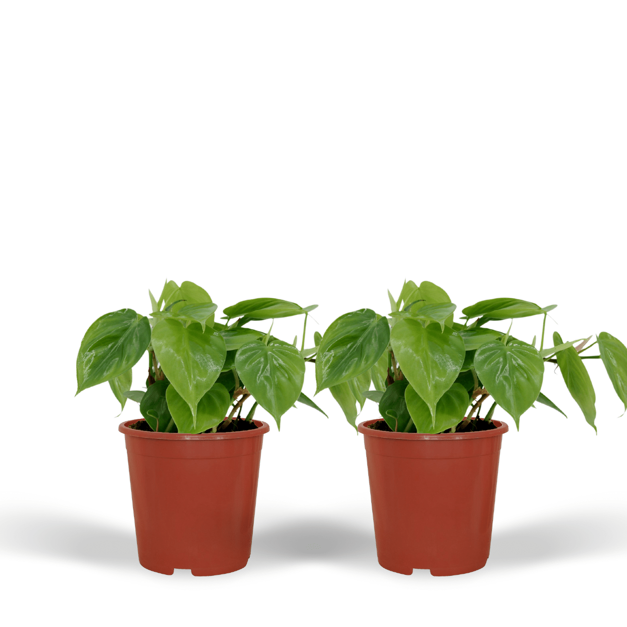 2x Philodendron Scandens - 15cm - ø12