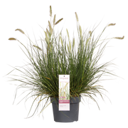 Pennisetum alopecuroides 'Hameln' - Ø19cm - ↕40cm - Ø19 - ↨40cm