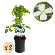 Clematis montana Grandiflora - Bloem Wit - Vroegbloeiend - Weinig onderhoud -2 planten -  Pot 11cm Hoogte 40cm
