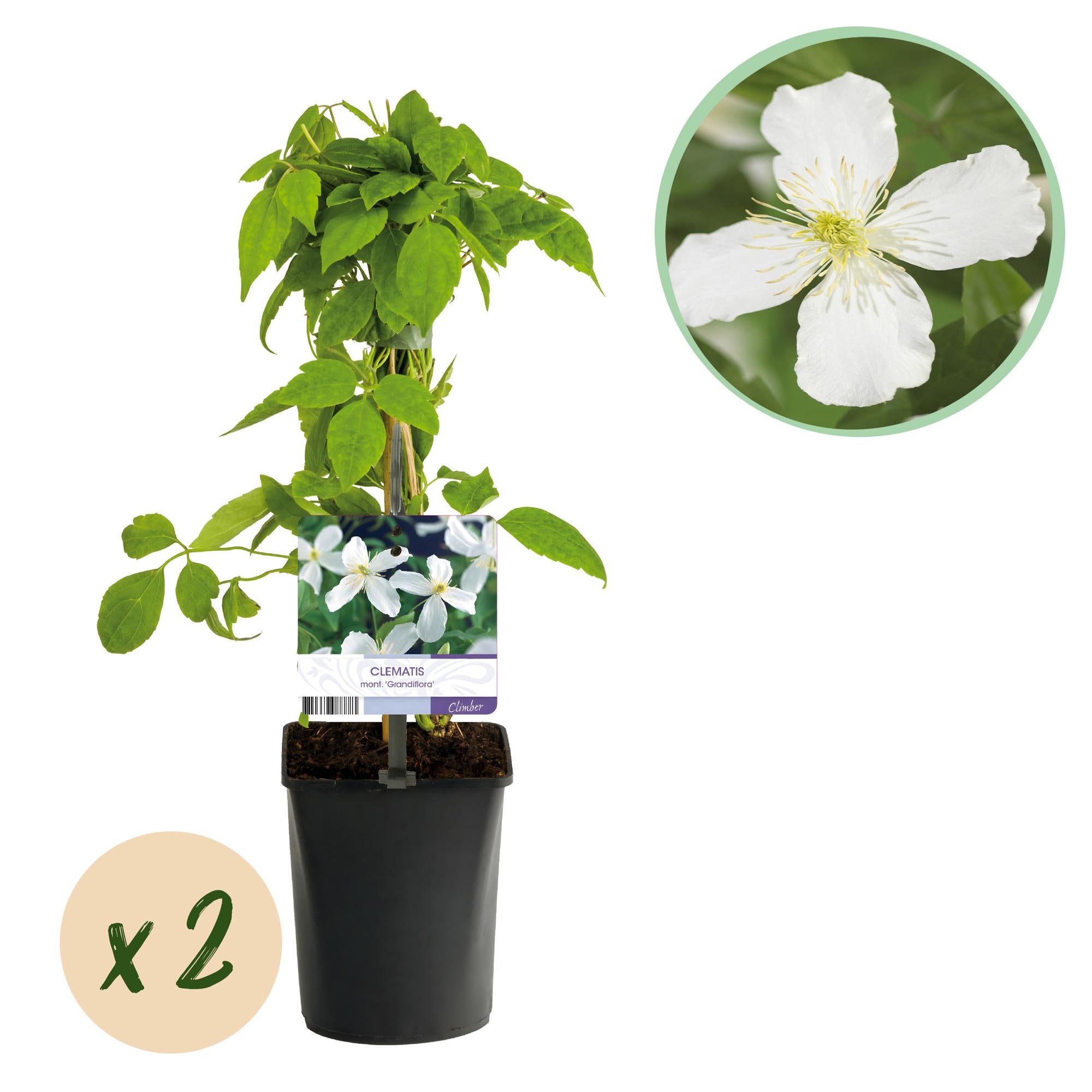 Clematis montana Grandiflora - Bloem Wit - Vroegbloeiend - Weinig onderhoud -2 planten -  Pot 11cm Hoogte 40cm