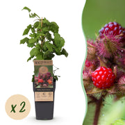 Rubus phoenicolasius - Japanse wijnbes - Winterhard - Fel Rode Framboos - 2 Planten - Pot 15cm - Hoogte 50cm