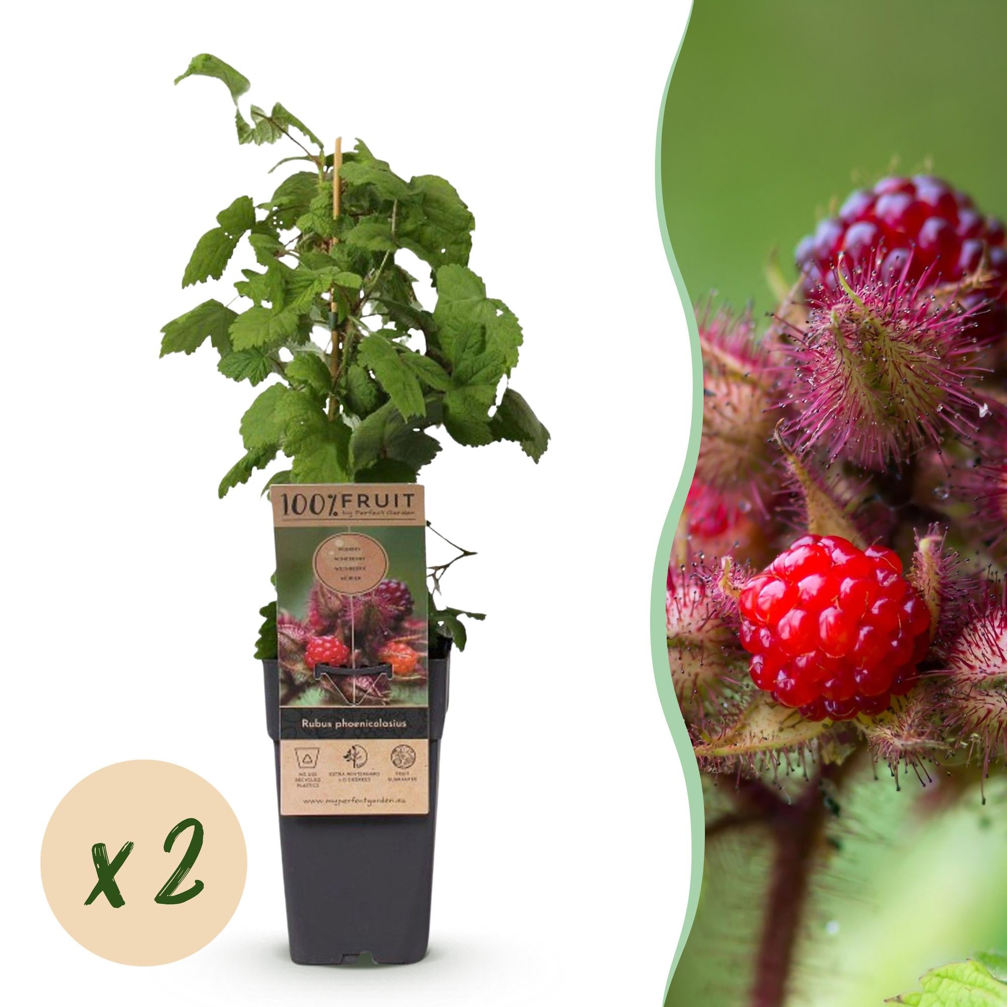 Rubus phoenicolasius - Japanse wijnbes - Winterhard - Fel Rode Framboos - 2 Planten - Pot 15cm - Hoogte 50cm