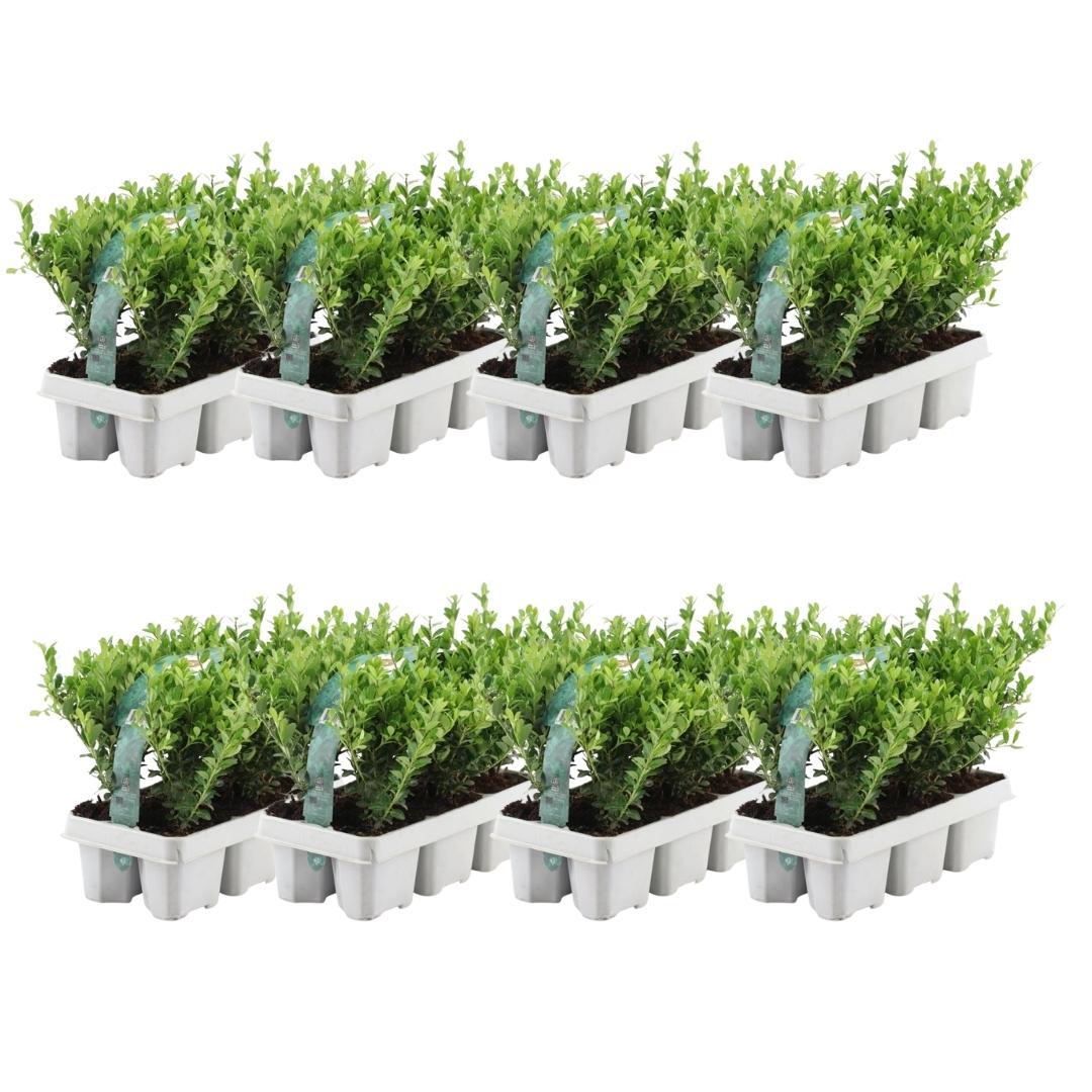 8 x 6er-Packung Ilex crenata 'Jenny' - Ø7 cm - ↕15 cm