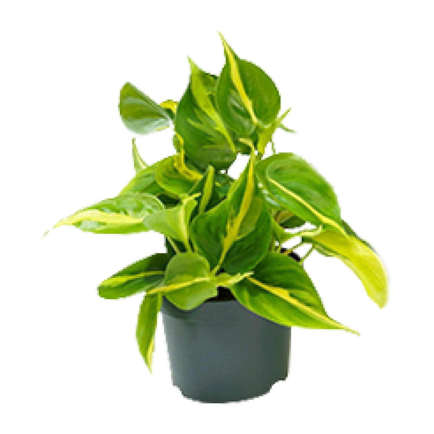 Philodendron Scandens Brésil - Ø12cm - ↕15cm