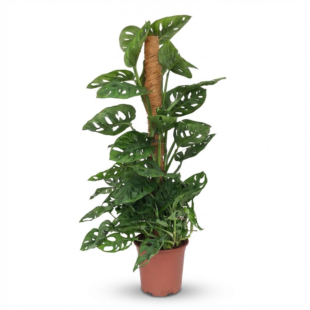 Monkey Mask - Monstera Andansonii Mosstok - Groen - Weinig onderhoud - 1 Plant - Pot 19cm - Hoogte 90cm
