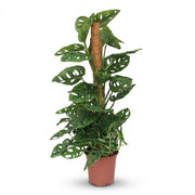 Monkey Mask - Monstera Andansonii Mosstok - Groen - Weinig onderhoud - 1 Plant - Pot 19cm - Hoogte 90cm