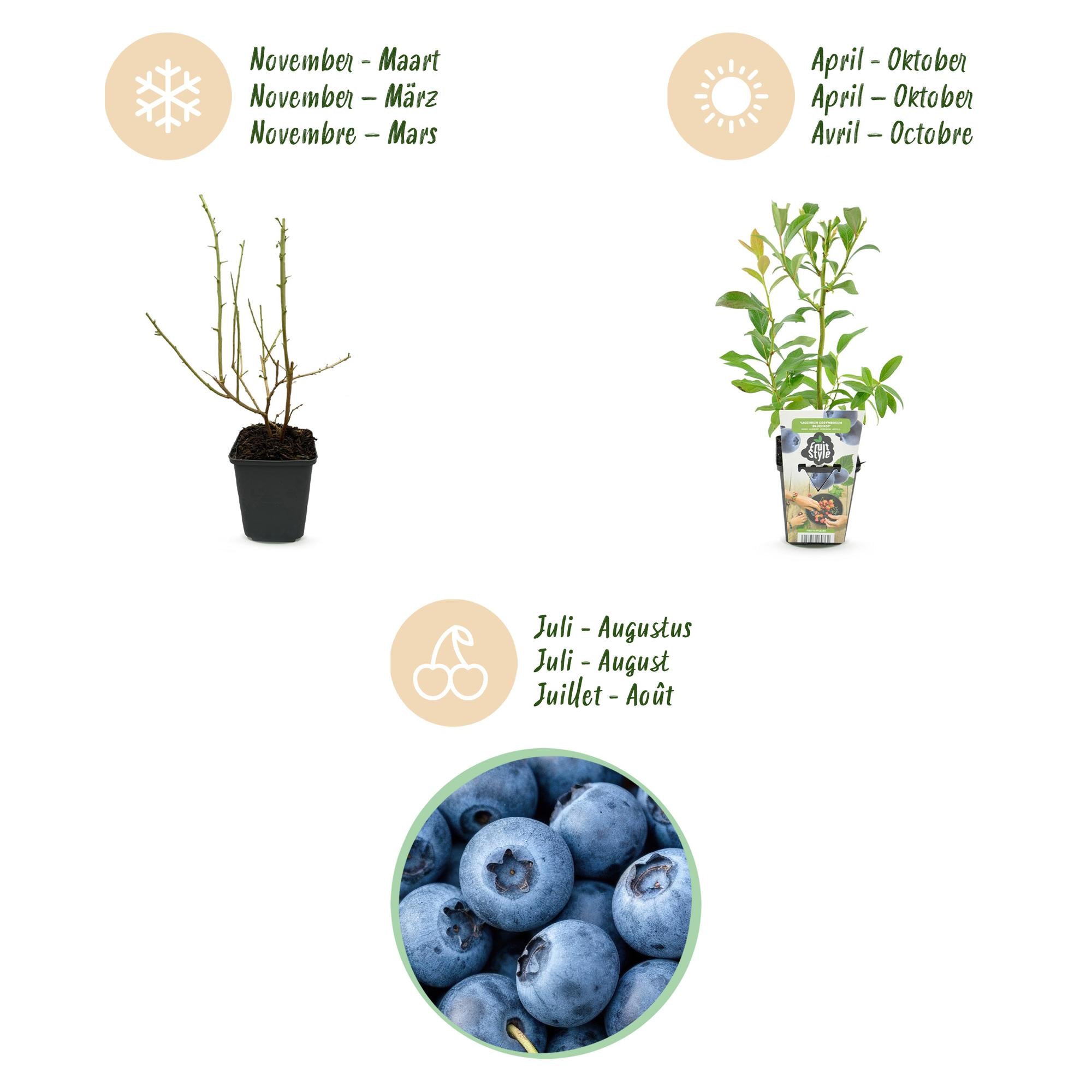 Blauwe Bes - Vaccinium corymbossum Bluegold - Winterhard - 6 Planten - Pot 9 cm - Blauwe Bes
