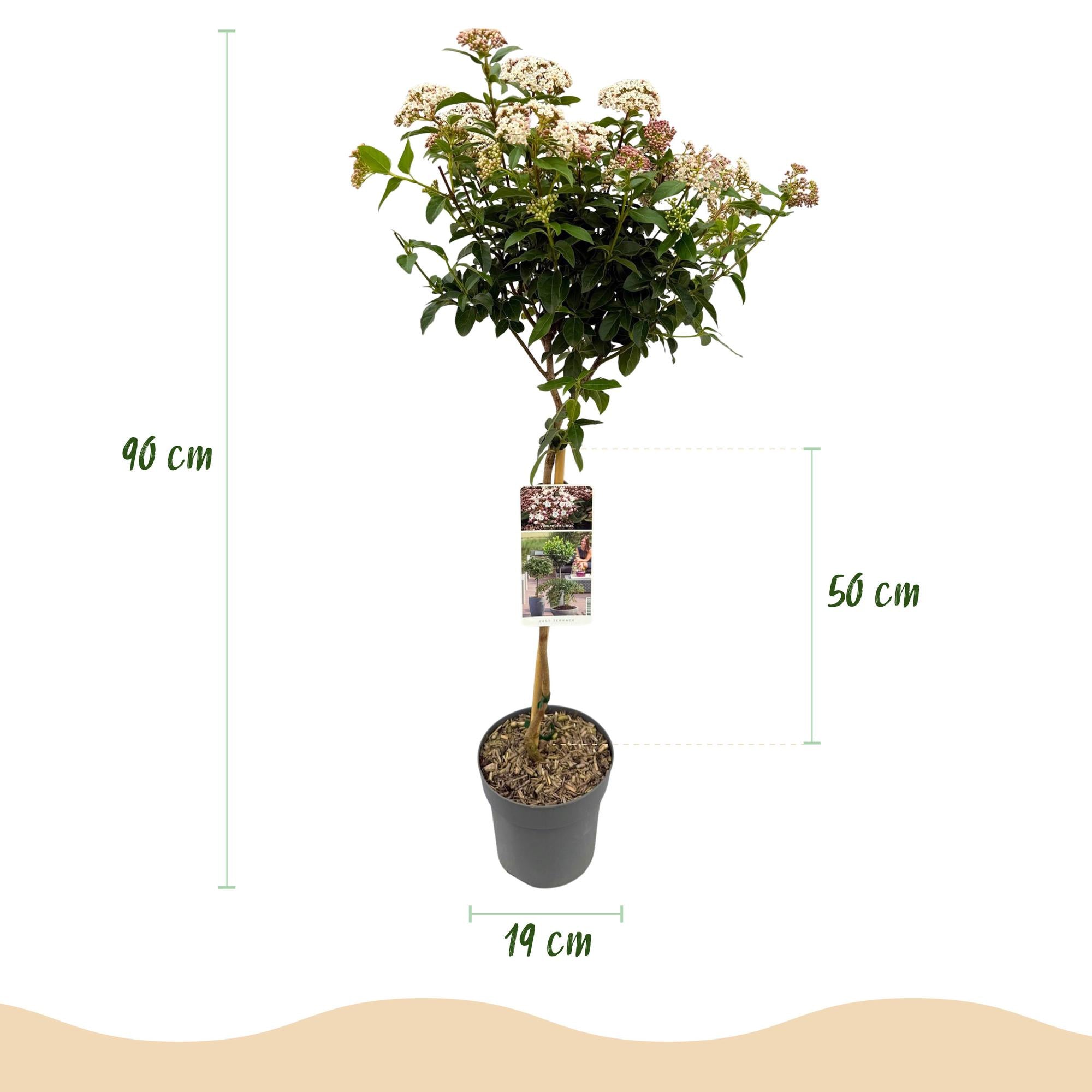 Green boutiQ - Pianta su stelo - Viburnum tinus Eve Price - Pianta da patio - Sempreverde - Resistente all'inverno - Fiore bianco-rosa - Vaso 19 cm Altezza 90 cm