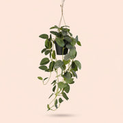 Fittonia - plante suspendue en pot - 70 cm - plante artificielle