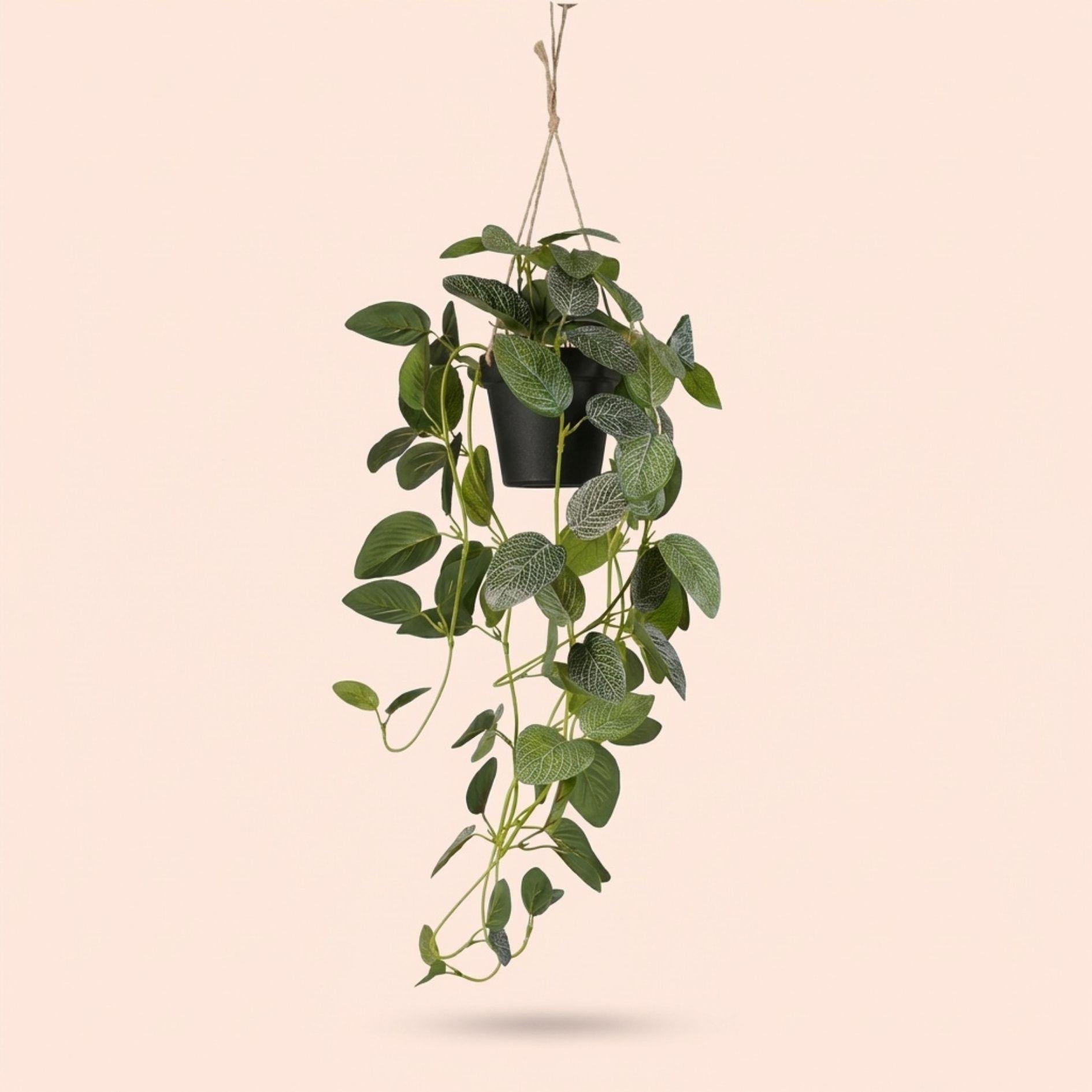 Fittonia - plante suspendue en pot - 70 cm - plante artificielle