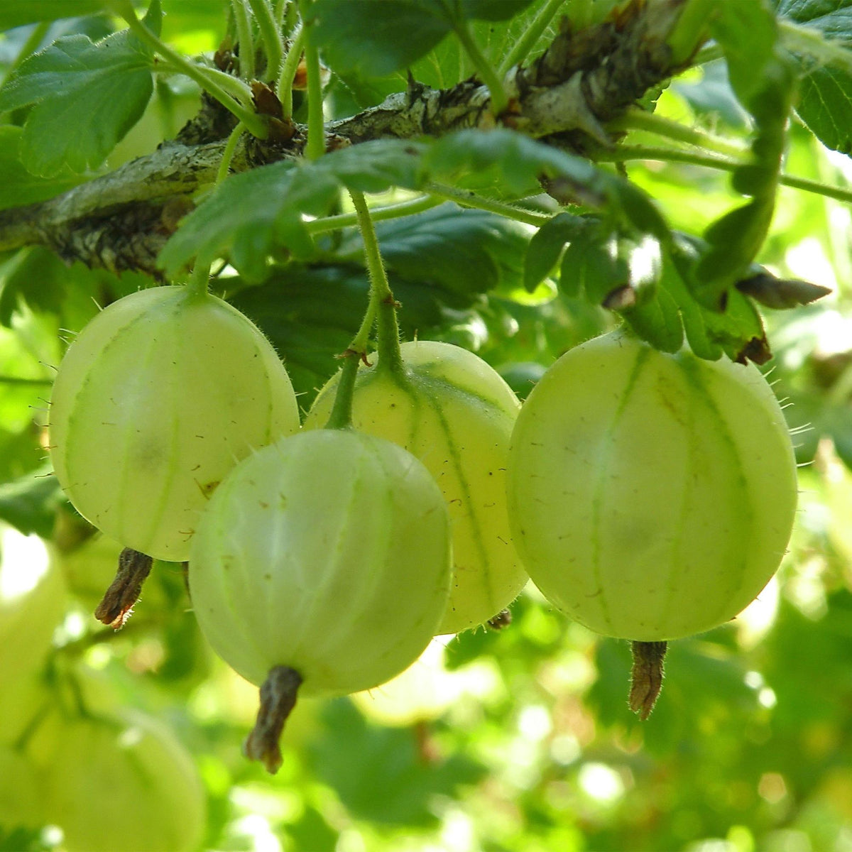 Ribes uva-crispa Hinnonmäki Grün - Kruisbes - Winterhard - Groene Bes - 2 Planten - Pot 15cm - Hoogte 50cm