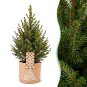 Picea glauca Conica - 4x Kegelspar - Groen - Kerstboom - incl. jute zak - Ø17cm - ↕65cm