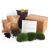 Plant terrarium - Refill & starter pack size L/XL - DIY