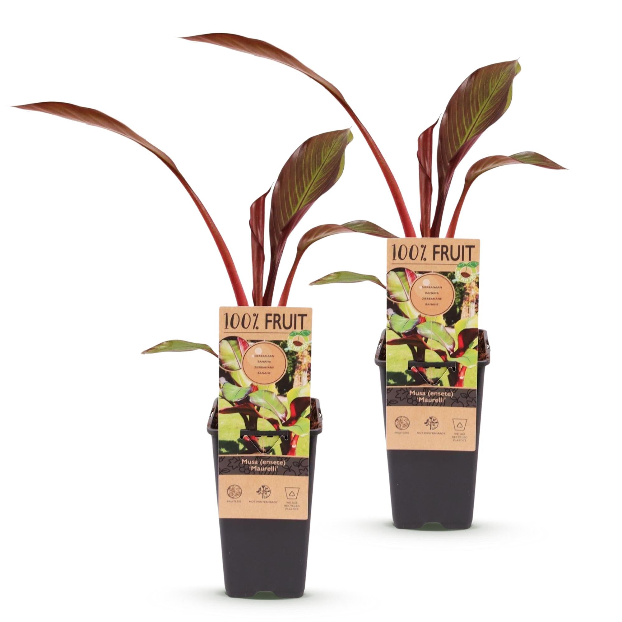 Musa ensete Maurelli - Bananenboom - Winterhard - Rood-Groen - 2 Planten - Pot 15cm - Hoogte 50cm